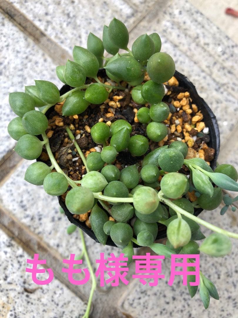 もも様確認用 PS845 パリオシール 星シール 型抜タイプ オキナ 桃色 1パック(200片